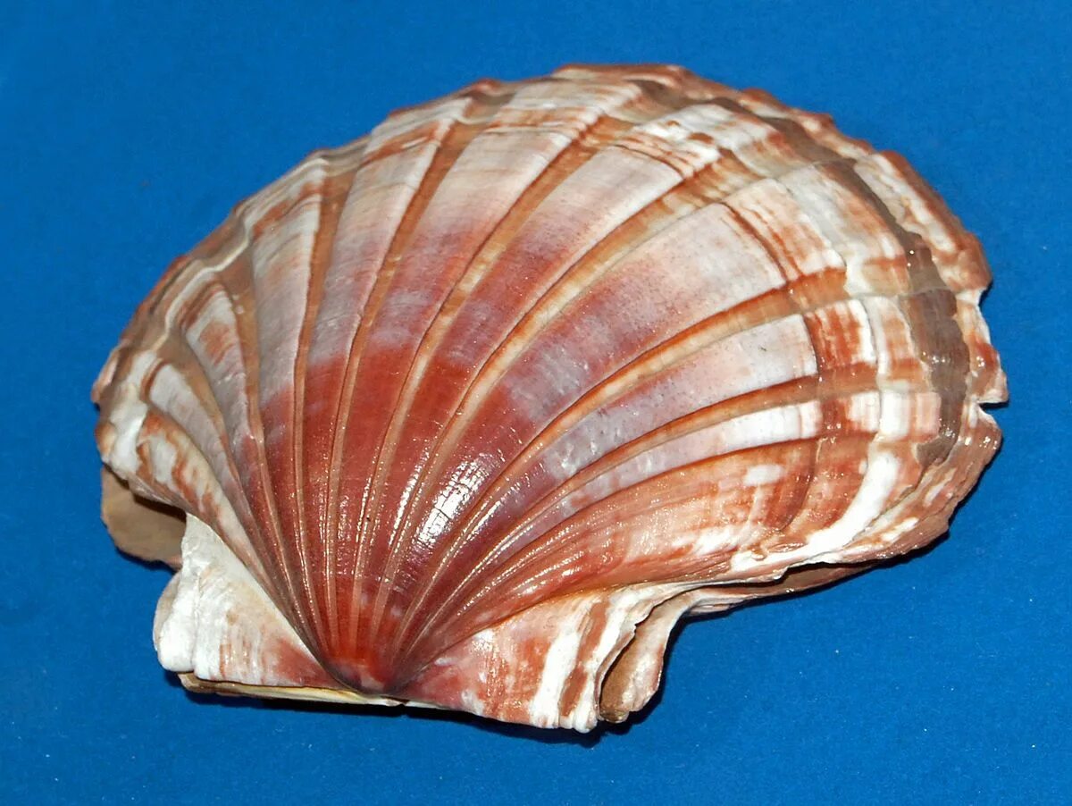 Морские моллюски гребешки. Гребешок Pecten. Моллюск Королевский гребешок. Морской гребешок — двустворчатый моллюск (Ракушка. Pecten моллюск.