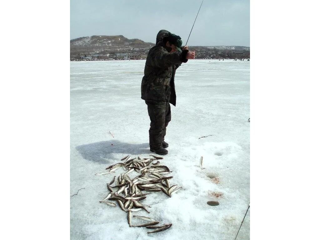 Лов корюшки. Оснастка удочки для зимней рыбалки на корюшку. Ловля корюшки зимой Магадан снасти. Снасти для зимней рыбалки на корюшку на Енисее. Снасти для зимней рыбалки на корюшку в Приморье.