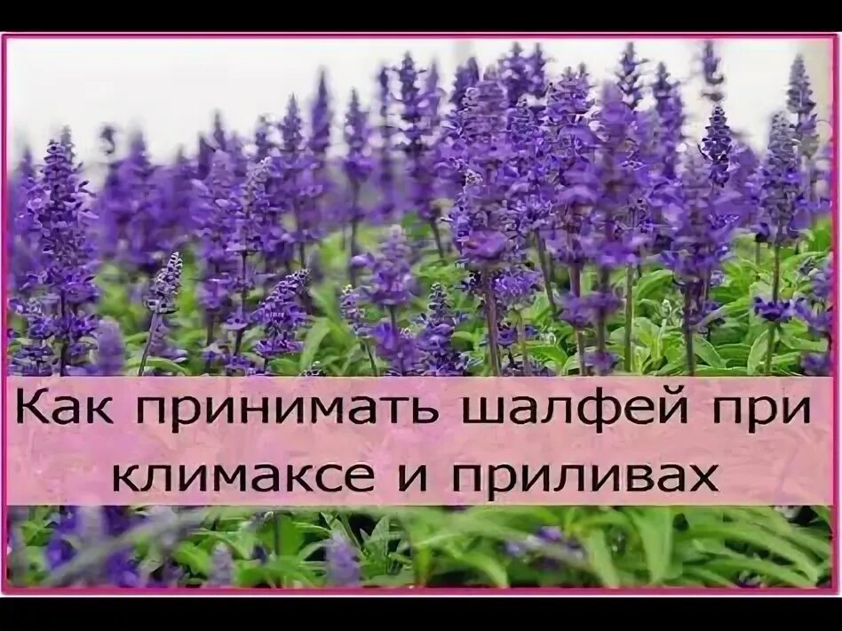 Шалфей при потливости при климаксе. Шалфей salvia лекарство. Шалфей при потливости при климаксе. Препараты с шалфеем при климаксе. Шалфея листья препарат.