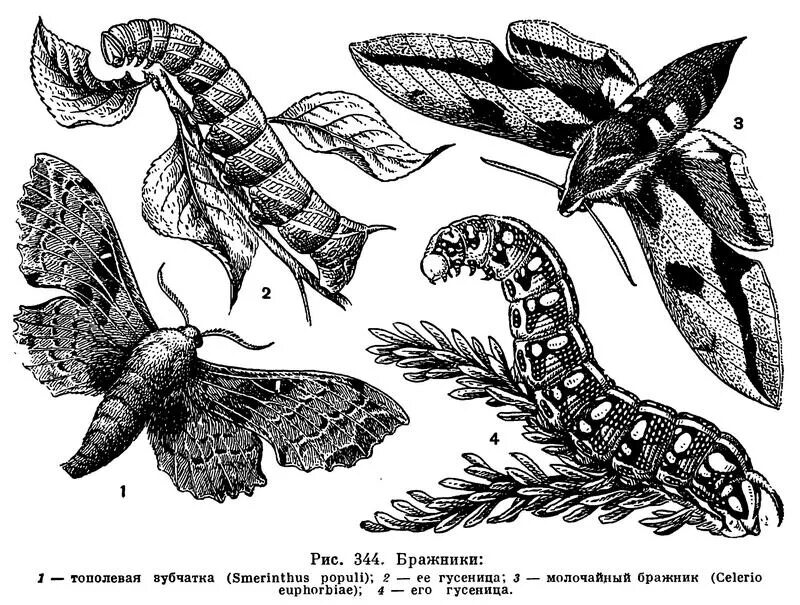 Бражник. Бражник рисунок. Бабочка с толстым туловищем. Энциклопедия с развивающими заданиями бабочки бражники. Какой тип развития характерен для бражника липового