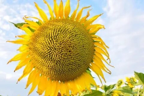 Біздің жалаңаш Маша