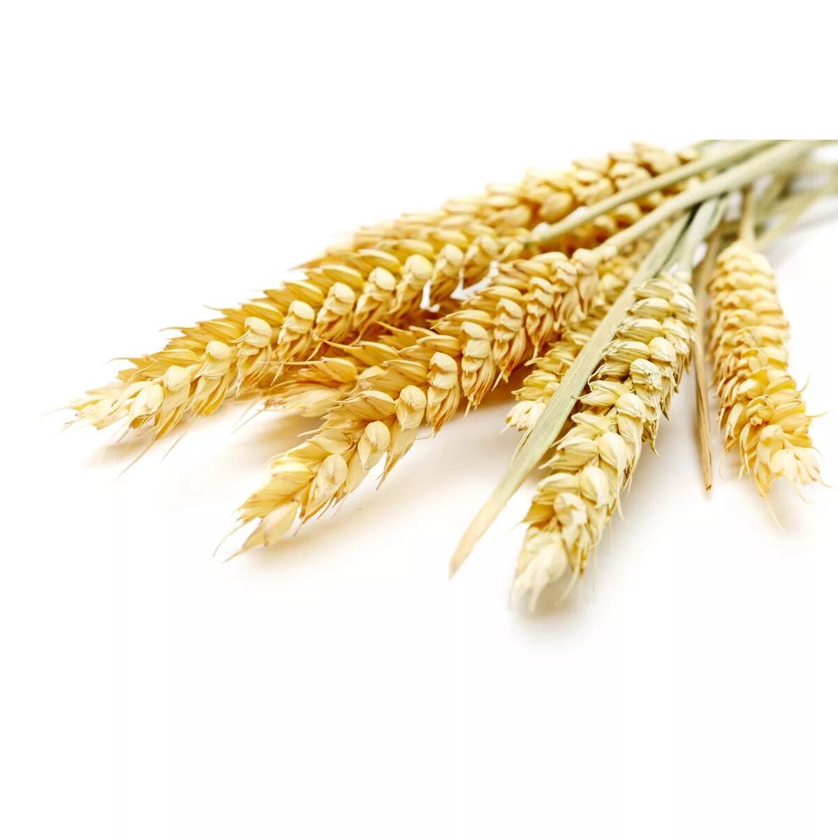 Ячмень производство. Зерновые культуры. Пшеница. Производители пшеницы. Качество зерна пшеницы.