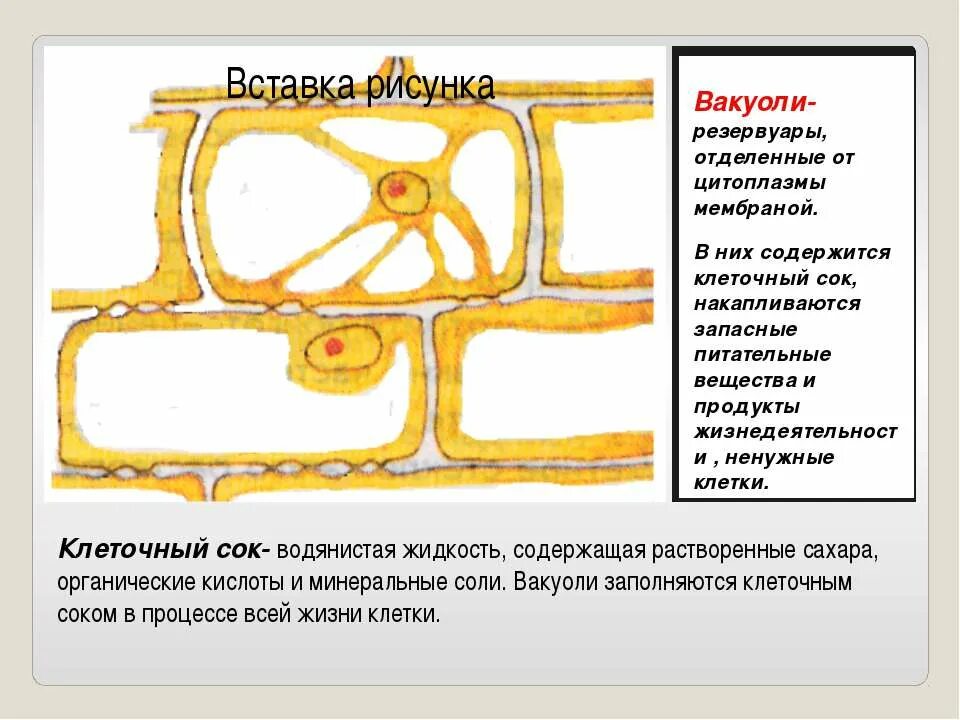 Вакуоли с клеточным соком. Клеточный сок в клетках растений накапливается в. Клеточный сок растительной клетки содержится. Структура растительной клетки содержащая клеточный сок. Клеточный сок содержимое вакуоли