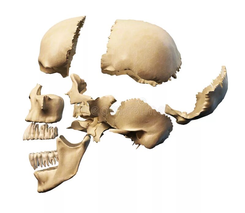 Кости черепа каждая кость. Отдельные кости черепа. Кости человеческого черепа. Кости черепа человека отдельно. Кости черепа анатомия по отдельности.