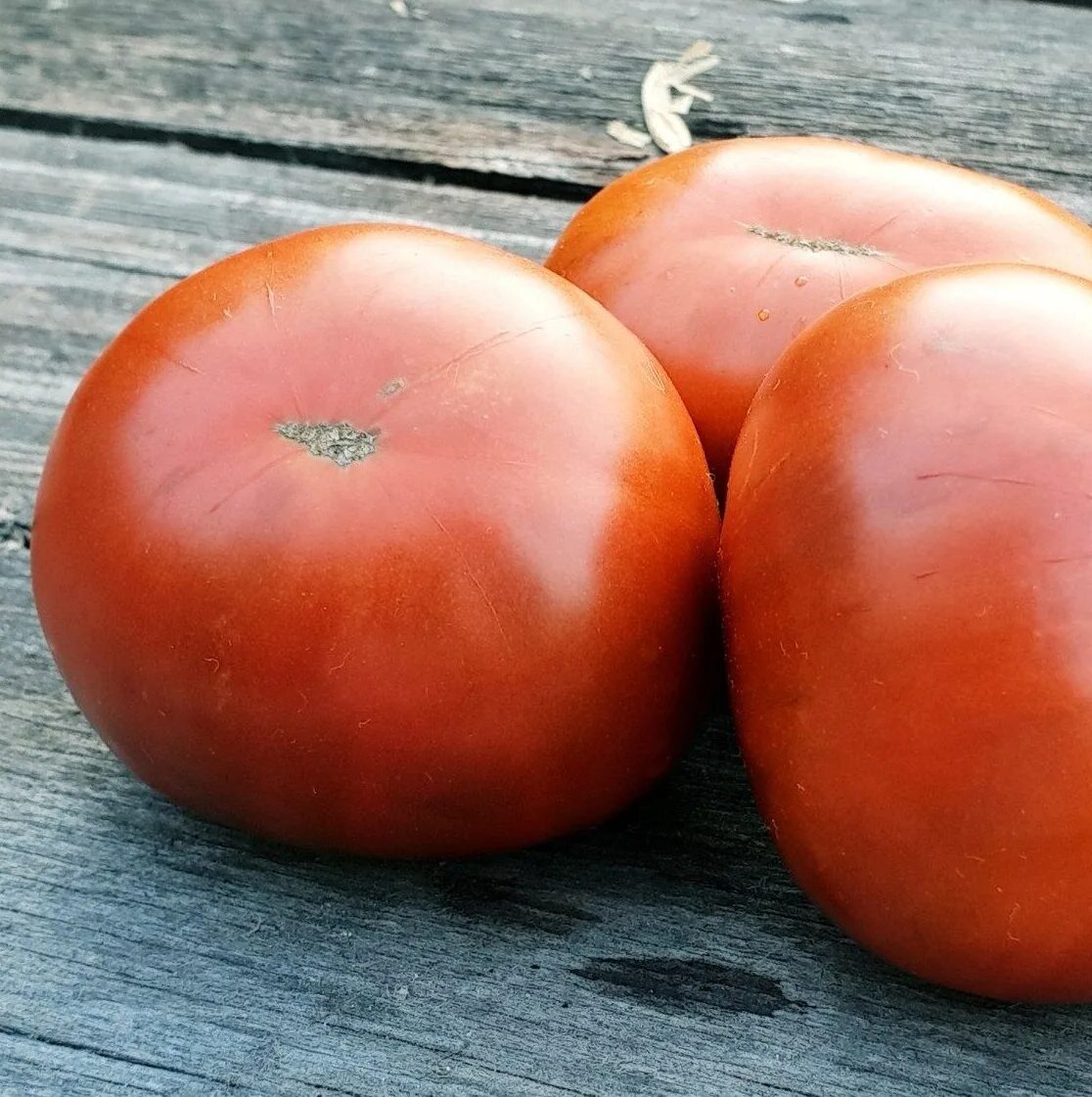 Томат уральский дачник. Томат перт прайд. Томат гордость застолья f1. Томат гордость сибири. Томат сорта гордость.