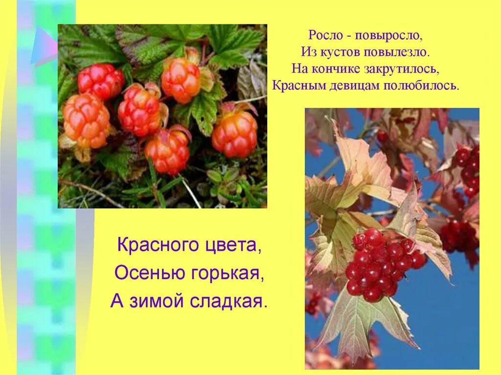 Росло повыросло из куста повылезло. Росло повыросло из куста повылезло по рукам покатилось. На кусте растет загадка. Загадка выросло повыросло из куста повылезло по рукам. На сучках висят