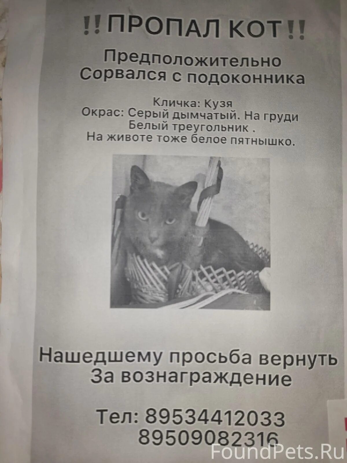 Потеряли кошку объявления