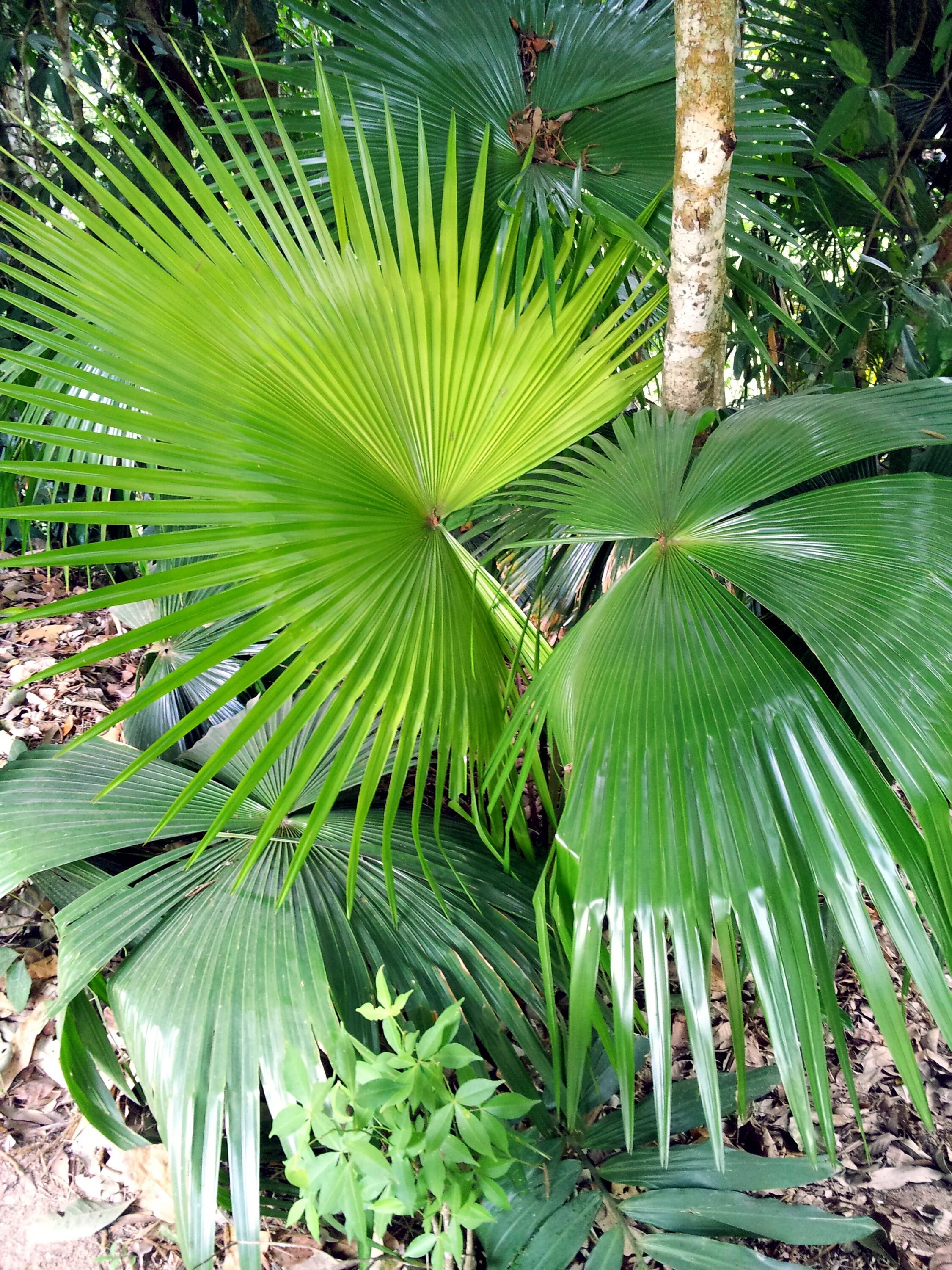 Tropical plant. Ливингстона Пальма. Пальма Пальметто. Пальметто растение. Пальма Аурика.