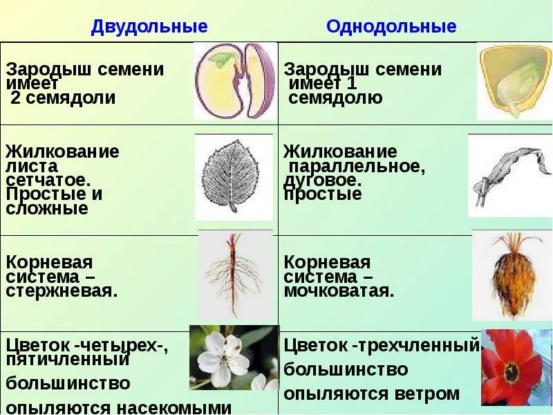 Урок покрытосеменные. Жилкование однодольных и двудольных. Однодольные и двудольные растения 6 класс биология. Строение цветка у однодольных и двудольных растений. Строение цветка 6 однодольных и двудольных растений.