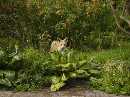 Wildlife garden