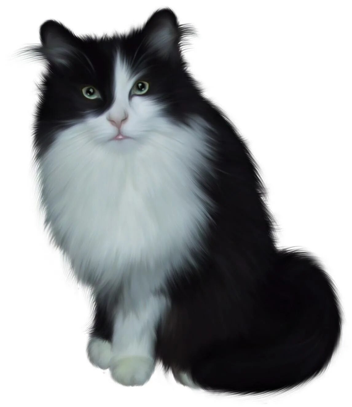 Прозрачная кошка. Турецкая ангора кошка черно белая. Доместик Лонг хайред кет. Кошка на прозрачном фоне. Кошка клипарт на прозрачном фоне.