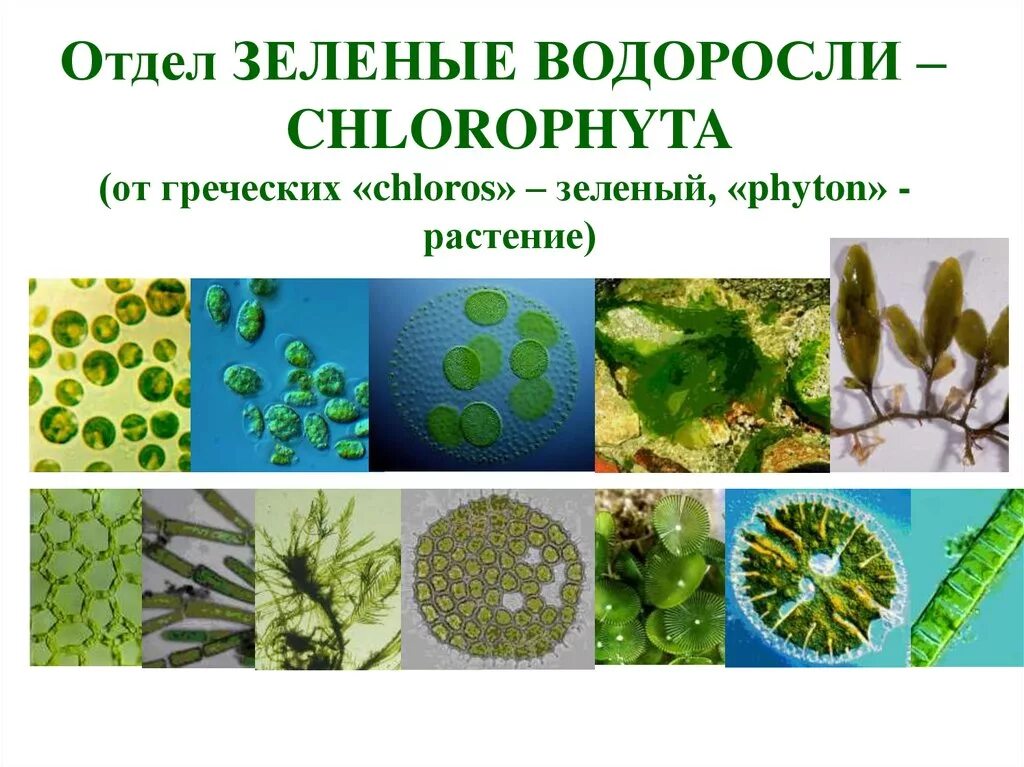 Какая водоросль является одноклеточной. Chlorophyta отдел зелёные водоросли. Зелёные водоросли одноклеточные или многоклеточные. Зеленые водоросли 7 класс. Земные представители водорослей.