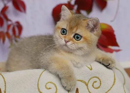Золотой котенок