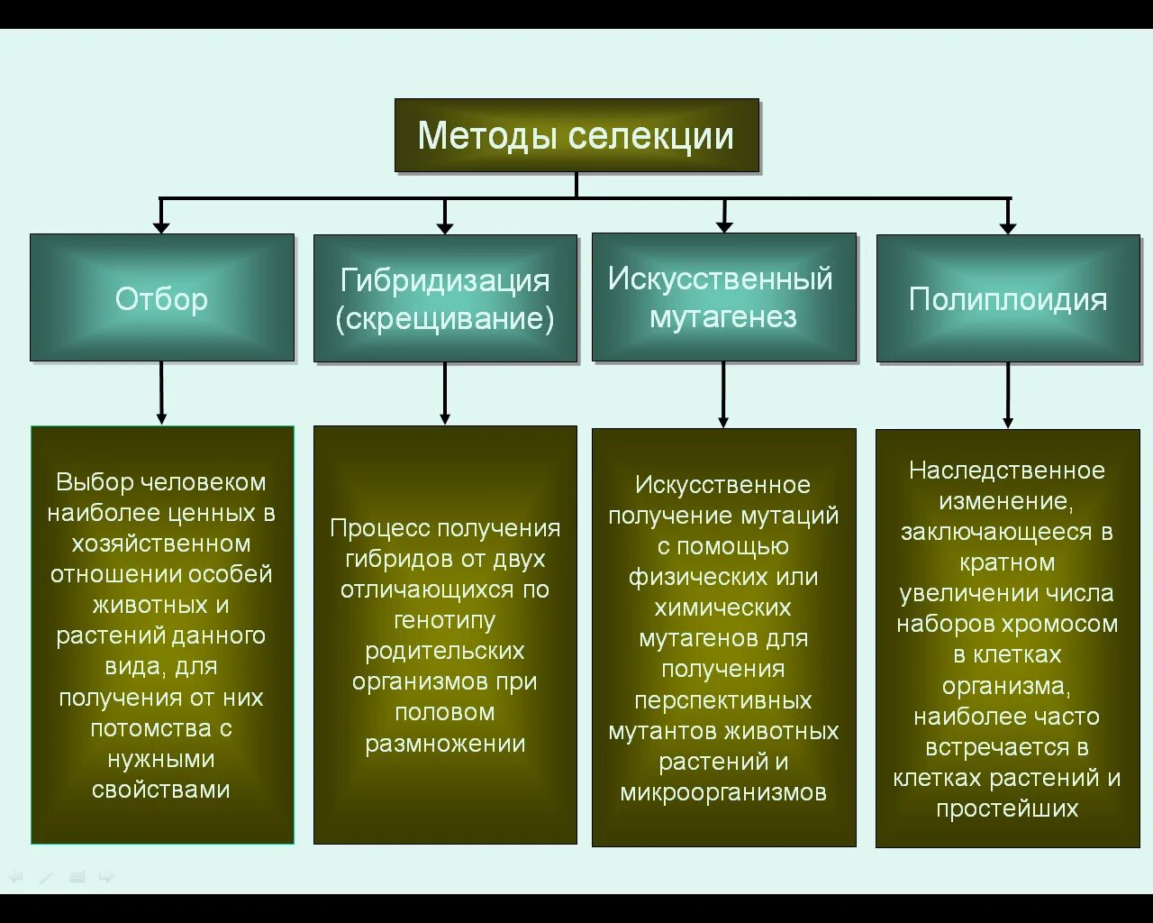 Методы селекции растений схема. Современные методы селекции. Методы селекции растений искусственная гибридизация. Методы селекции гибридизация мутагенез полиплоидия. Описание методов селекции растений