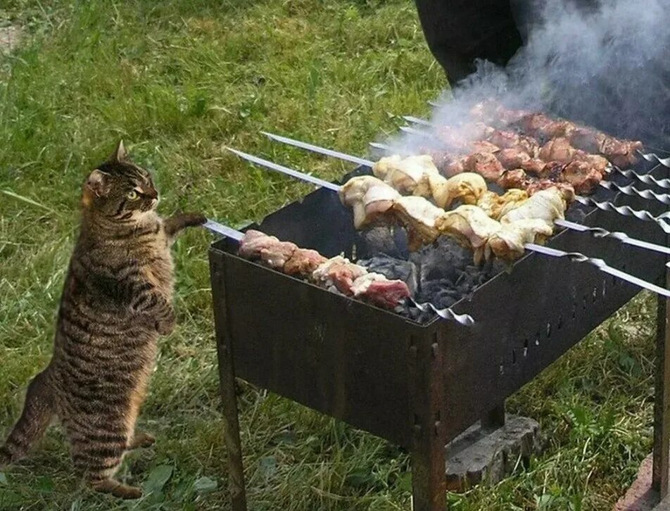 Можно в мае жарить шашлыки. Шашлыки на природе. кот шашлык. шашлыки на даче. шашлык на мангале.