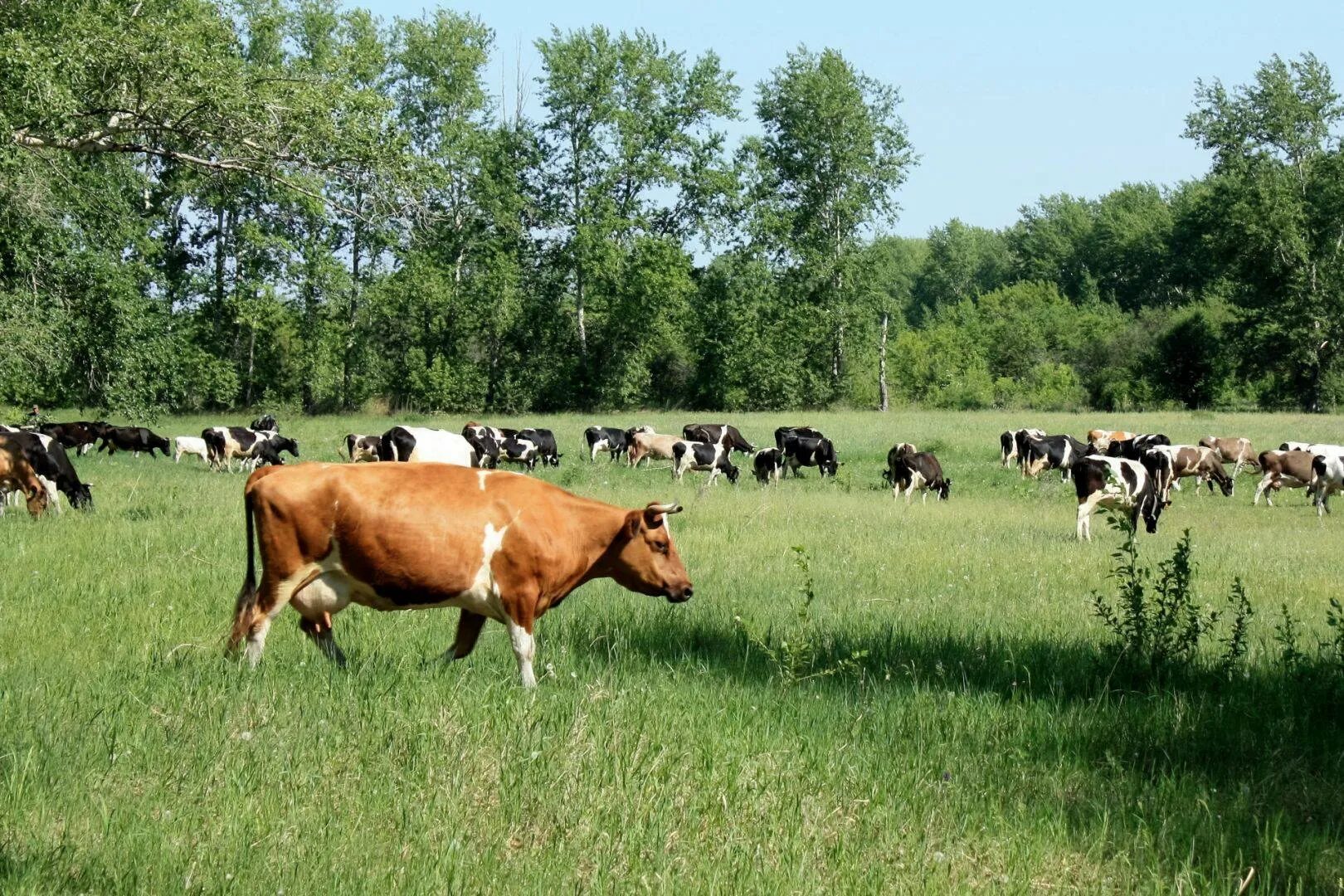 Орловская область коровы. Стадо коров в деревне. Стадо коров на лугу. Коровы пасутся в деревне. Коровы на лугу деревня.