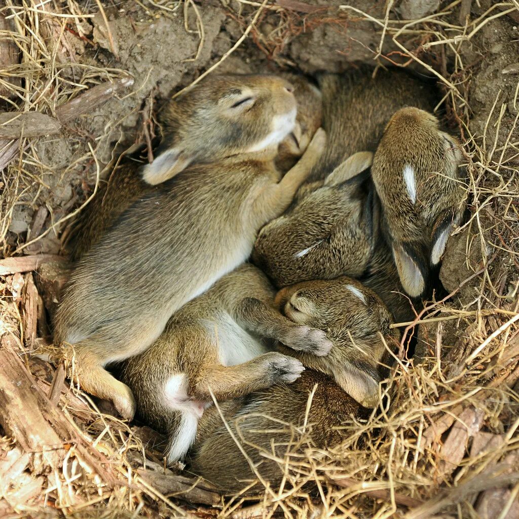 Весной рождаются самые