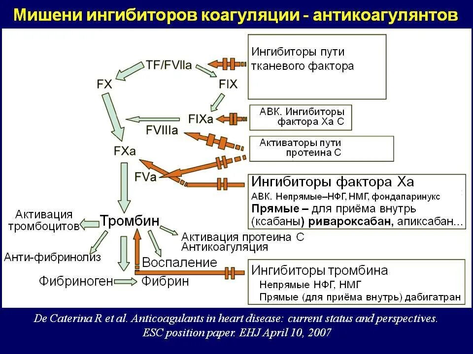 Схема свертывания крови антикоагулянты. Механизм действия непрямых антикоагулянтов схема. Антикоагулянт прямой ингибитор тромбина. C[TVF cdtnsdfybz rhjdb c fynbrjfuekznyfvb. Ингибиторы свертывания крови