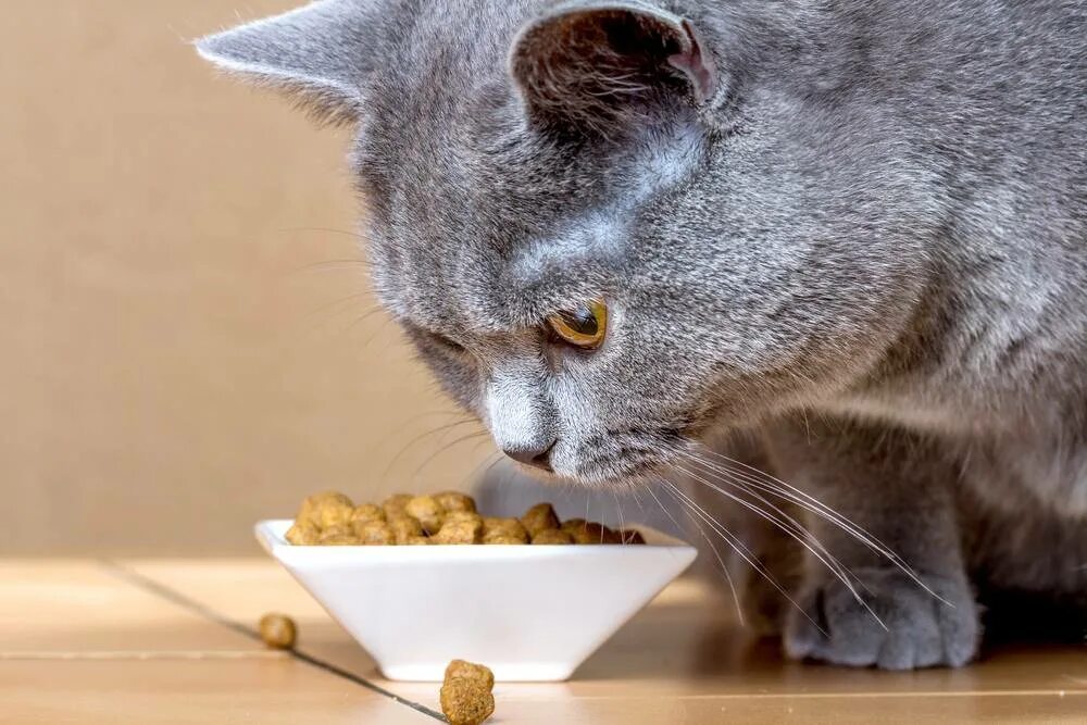 Что ест кошка в домашних условиях. Что кушают британские котята. Кошка кушает. Британский кот кушает. Котик с едой.