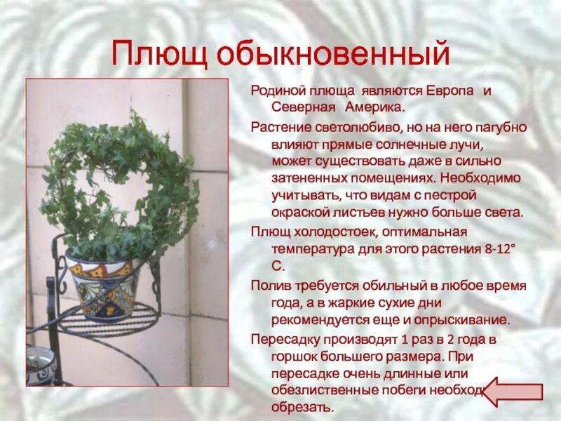 Родина плюща комнатного растения. Родина плюш КОМНОТНОЕ растение. Родина цветка плюща комнатного цветка. Плющ описание. Класс плюща