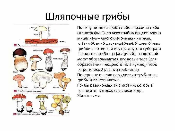 Приведите примеры грибов и где они применяются Пример организмов относящихся к группам грибы