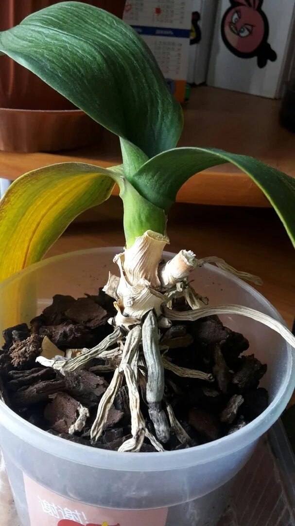 Новые корни орхидеи. Корни орхидеи. Корни орхидеи зеленые. Фаленопсис грунт. Спасение орхидеи.
