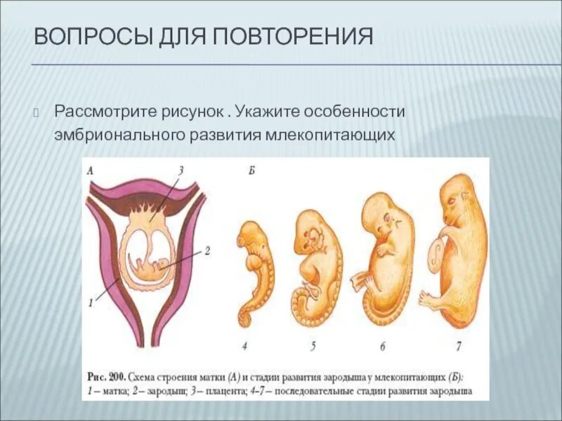 Схема эмбрионального развития млекопитающего. Этапы развития млекопитающих. Особенности эмбрионального развития млекопитающих. Периоды развития млекопитающих.