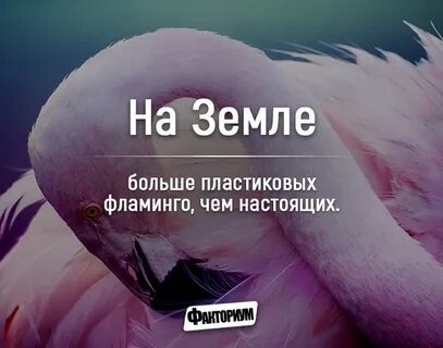 Верю фактам