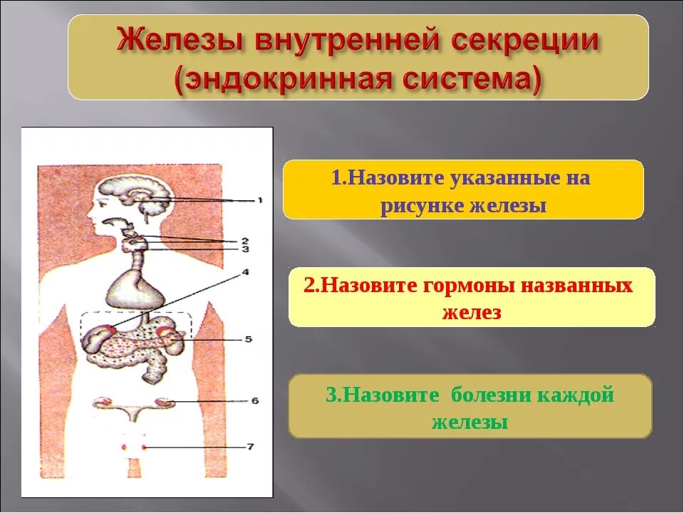 Для внутренних желез характерно. Эндокринная система железы внутренней и внешней секреции. изображение желез внутренней секреции. железы внутренней внешней и смешанной секреции таблица 8 класс. железы внутренней секреции и их гормоны.