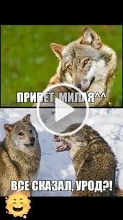 Привет мил