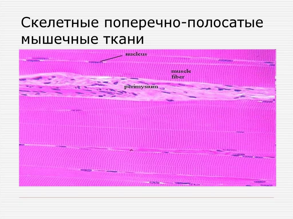 Изображение поперечно полосатой скелетной мышечной ткани. Поперечно Скелетная мышечная ткань. Поперечно полосатая Скелетная ткань. Поперечно-полосатая Скелетная мышечная ткань. Поперечно полосатая Скелетная мышца.