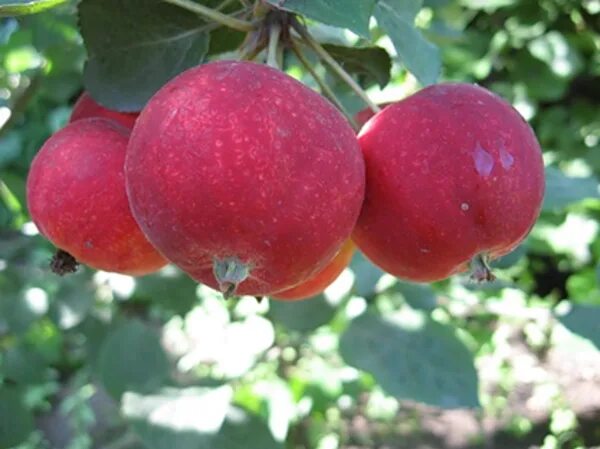 Саженцы яблоня лобо. Сорт: яблоня, алтайское багряное. Яблоня кубанское багряное. Сорт россошанское багряное. Яблоня алтайское багряное.