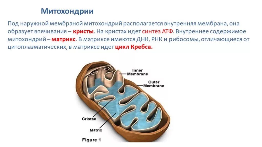 Строма и криста