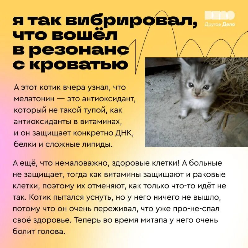 К чему снится принести домой котенка. К чему снятся дохлые котята. К чему снится принести домой котенка. К чему снится коты во сне. Котенок в кармане.