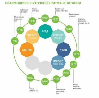 Ритмы питания