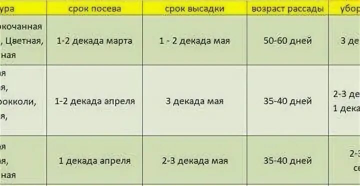 Какого апреля сеять капусту на рассаду. Сроки высадки в грунт рассады поздней капусты. Сроки высаживания средней капусты в открытый грунт. Дата посадки рассады поздней капусты в грунт. Срок посадки капусты в открытый грунт рассадой на Урале.