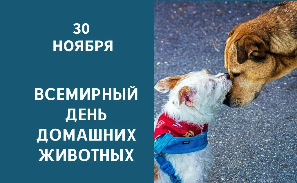 30 ноября день животных. День домашних животных 11 апреля. 11 Апреля день домашних животных в России. День домашних животных 2022 апрель. 11 Апреля день домашних животных США.