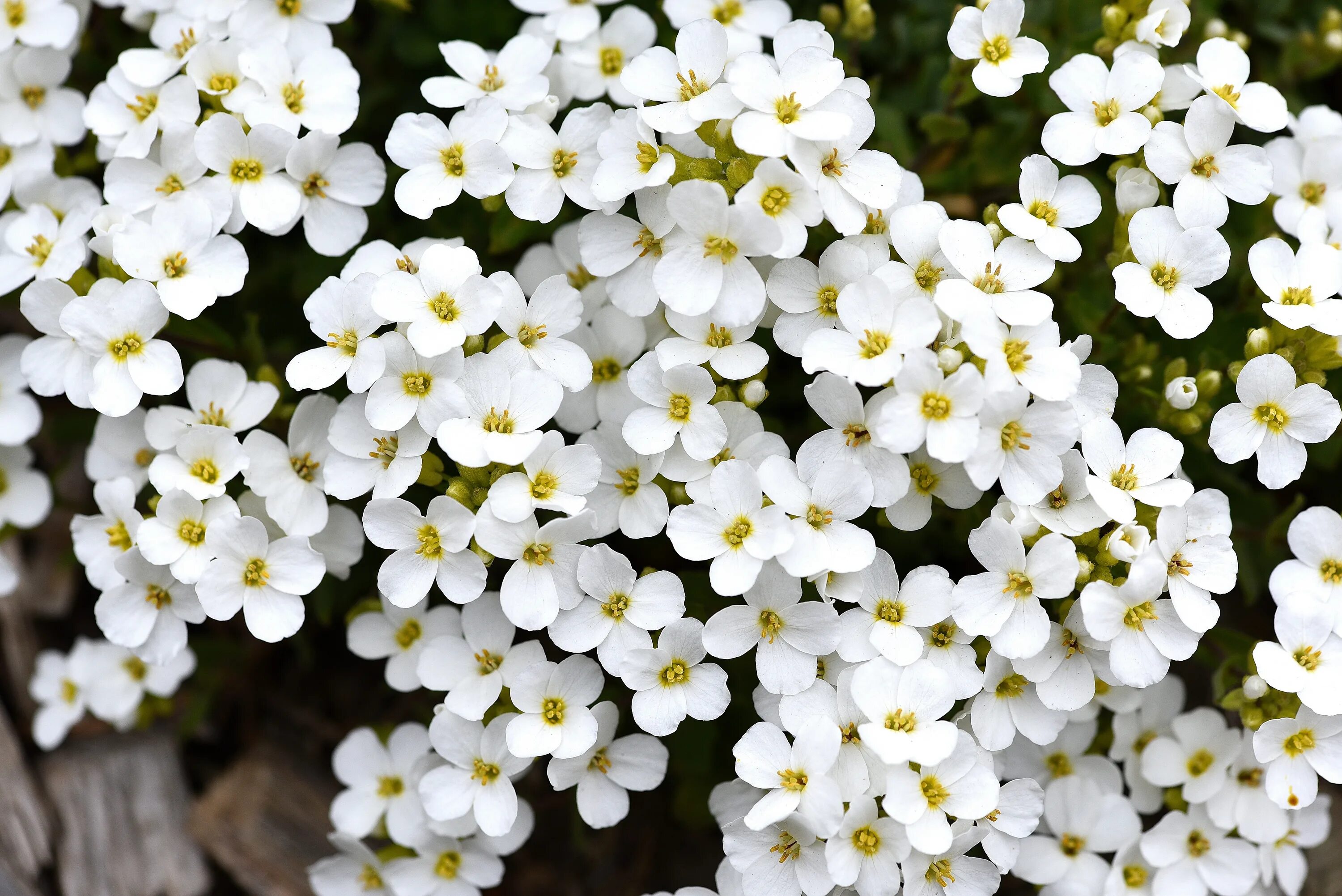 White blossoms. Алиссум Уайт. Бакопа череда алиссум. Иберис вечнозеленый Сноуфлейк. Бакопа и Арабис.