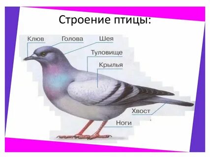 Голова крылья хвост