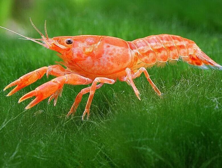 Абрикосовые раки. Cherax holthuisi. Рачки жареные. Абрикосовые раки. Лобстер закуска.