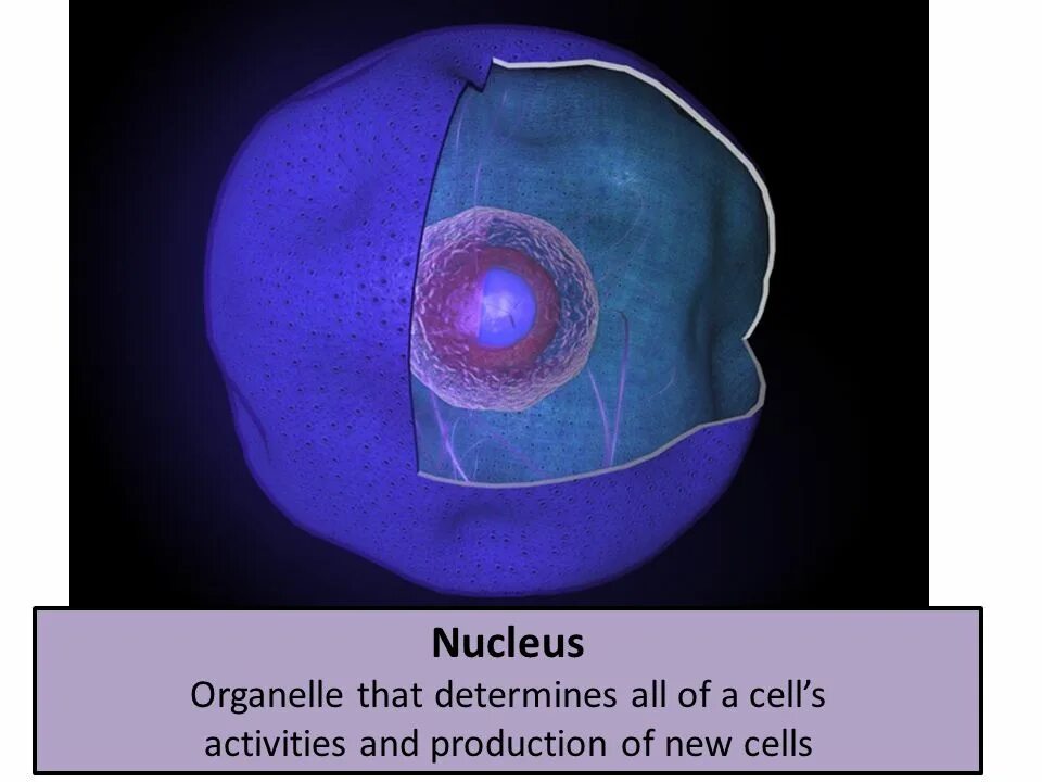 Как называется отверстие в оболочке ядра клетки. Ядро клетки. Ядро клетки 3д. Ядро клетки под микроскопом. Фотография ядра.