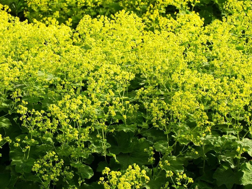 Манжетка цветок многолетник. Манжетка робустика. манжетка alchemilla mollis. манжетка мягкая (alchemilla mollis). манжетка красночерешковая.