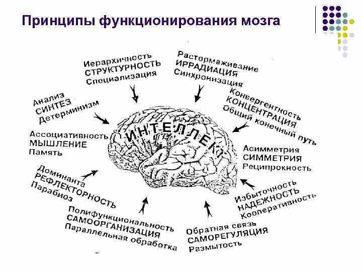 Основные принципы функционирования организаций. Принципы организации функциональных систем мозга. Структурно функциональная организация мозга. Общие принципы функционирования мозга. Основные принципы структурно-функциональной организации мозга..