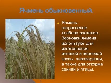 Злаковые описание