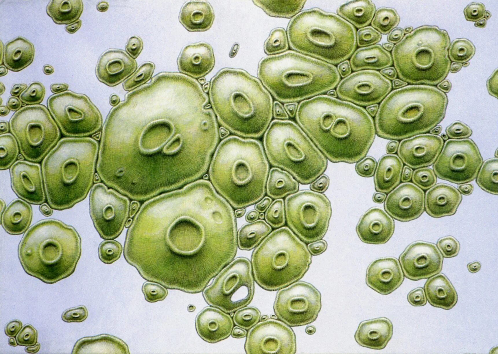 Слой водорослей. Хлорелла плеврококк. Зеленые водоросли хлорелла. Плеврококк одноклеточная водоросль. Плеврококк вольвокс.