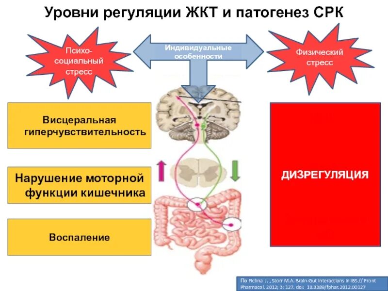 Патогенез раздраженного кишечника. Синдром раздраженного кишечника механизм развития. механизм развития срк. синдром раздраженного кишечника патогенез.