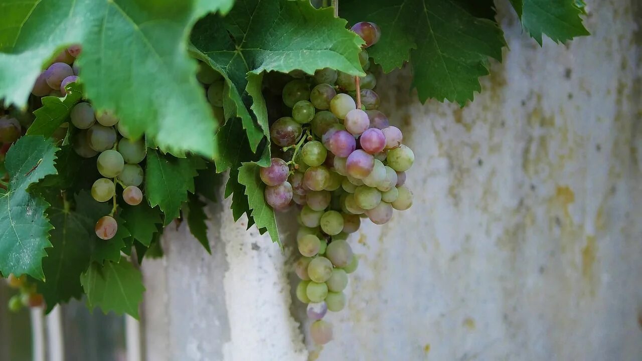 Grape vine