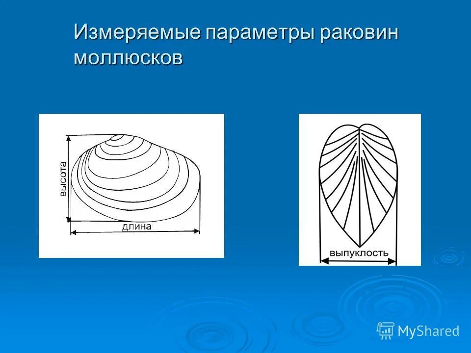 Двустворчатые моллюски строение раковины. Двустворчатые моллюски лабораторная работа. Длина высота форма окраска раковины моллюска. Внешнее строение раковины двустворчатых моллюсков. Практическая работа исследование раковины моллюсков.