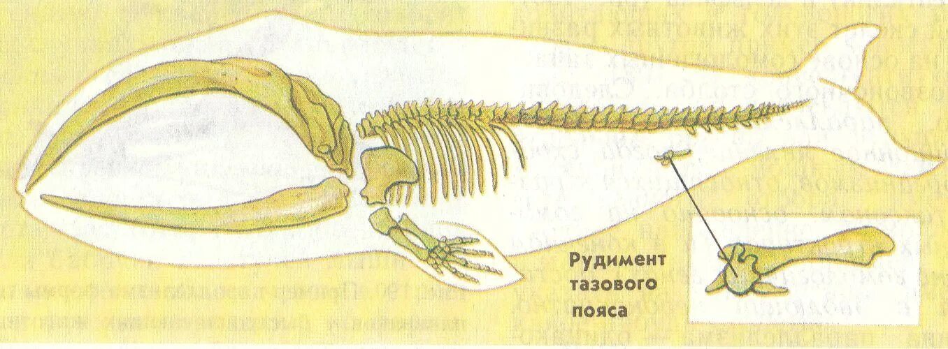 Рудименты тазового пояса кита. Скелет кита рудименты. Тазовые кости кита это рудимент. Рудименты тазовых костей кита.