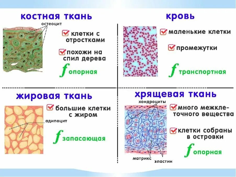 Какие органы входят в соединительную ткань. Ткани человека соединительная ткань таблица. Типы тканей эпителиальная соединительная. Эпителиальная ткань ЕГЭ биология. Соединительная ткань человека виды и функции.